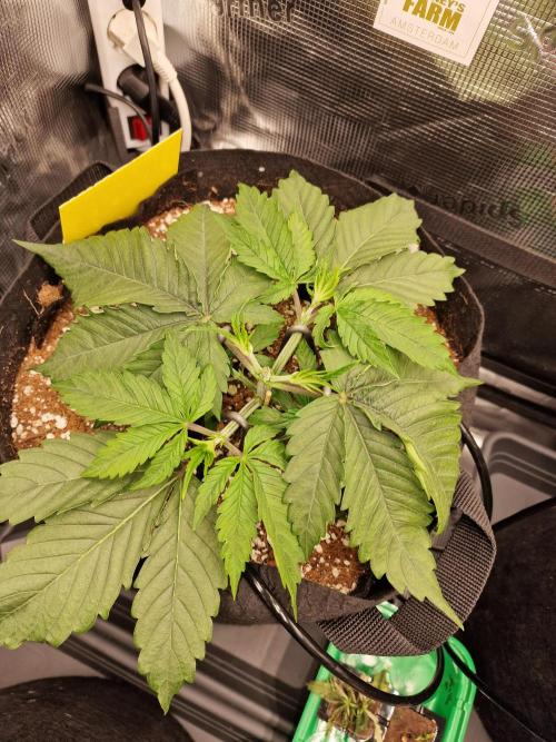 Cherry Poppers. Week 2