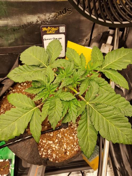 Lemon Orange. Week 2