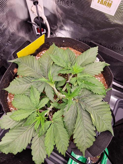 Cherry Poppers. Week 3