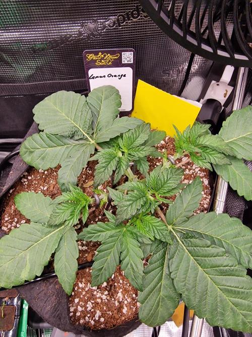 Lemon Orange. Week 3