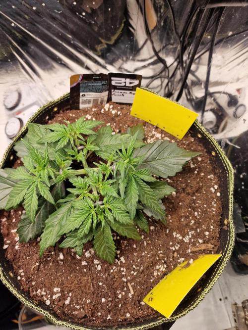 TPB Banana Purple Punch auto. Week 3