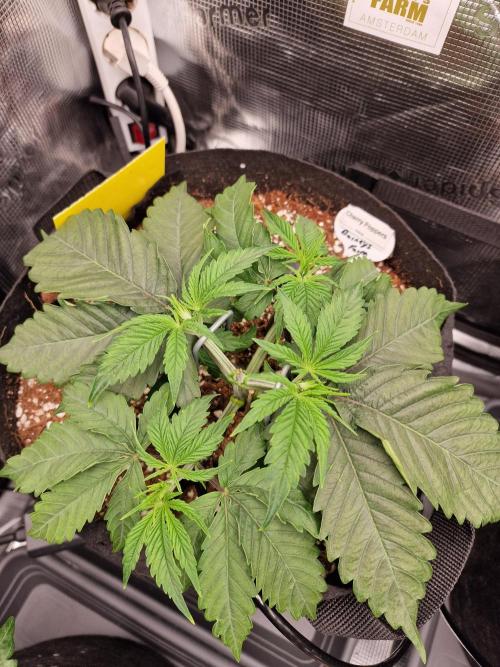 Cherry Poppers. Week 3