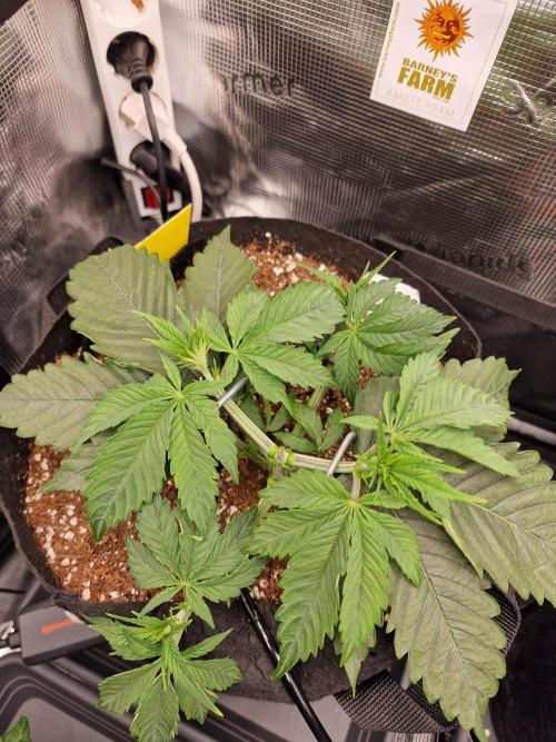 Cherry Poppers. Week 3