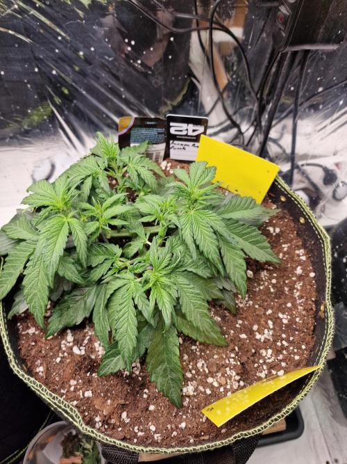TPB Banana Purple Punch auto. Week 3