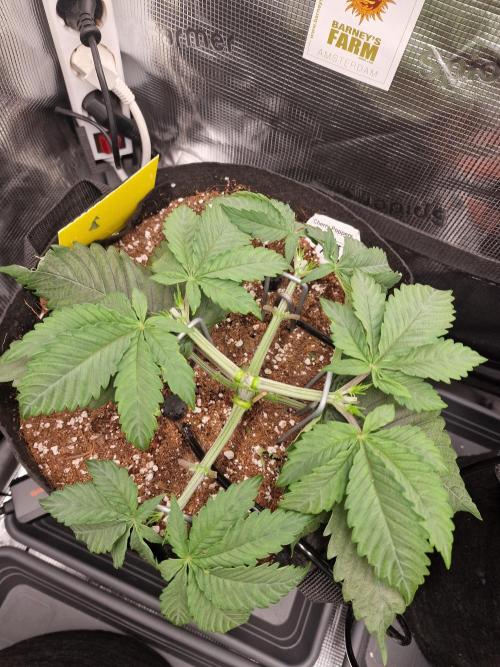 Cherry Poppers. Week 3