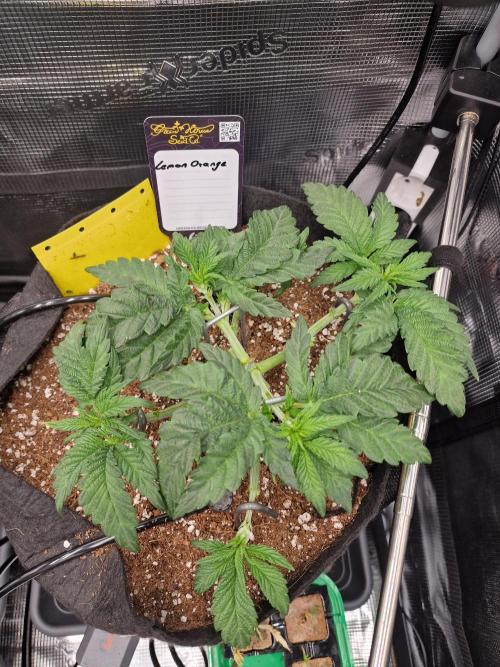 Lemon Orange. Week 3