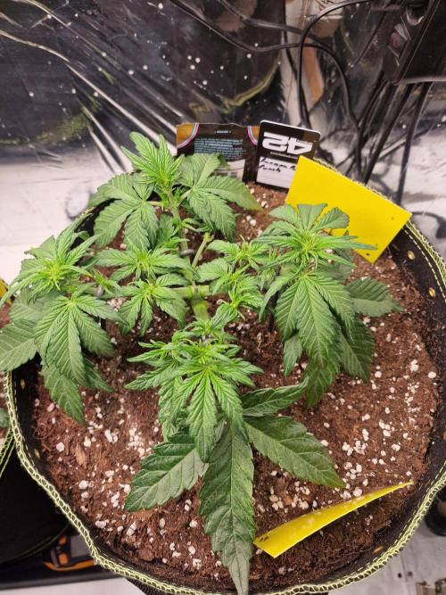 TPB Banana Purple Punch auto. Week 3