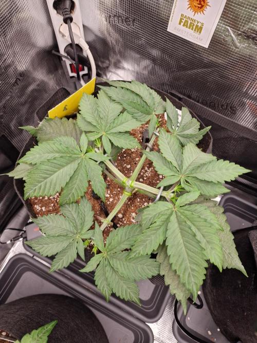 Cherry Poppers. Week 3