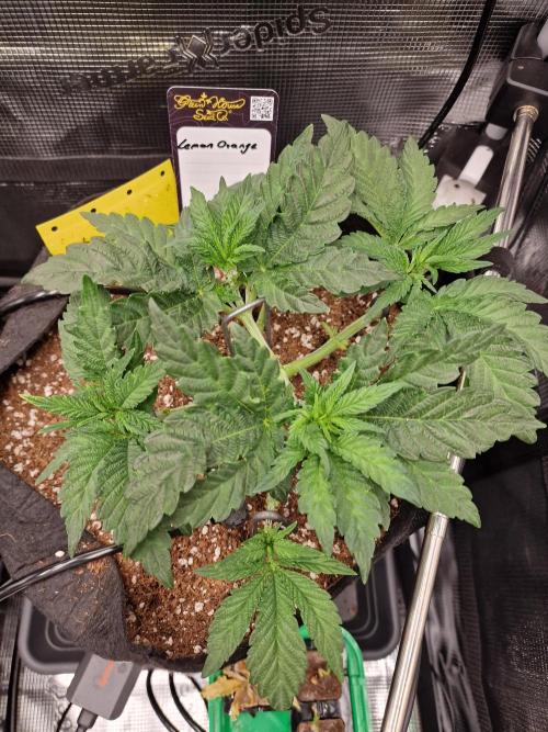 Lemon Orange. Week 3