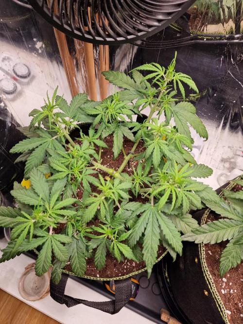 TPB Gorilla Z auto. Week 3