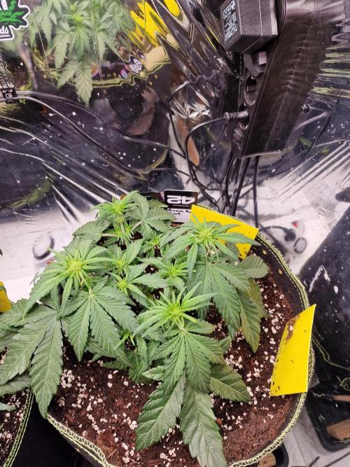 TPB Banana Purple Punch auto. Week 3