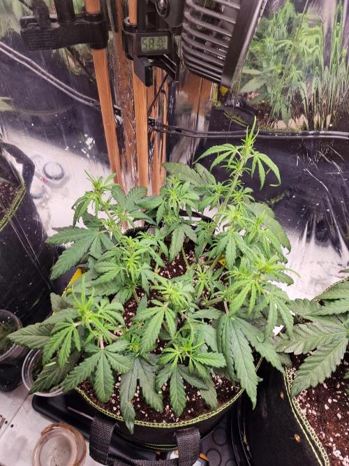 TPB Gorilla Z auto. Week 3