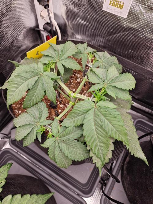 Cherry Poppers. Week 3