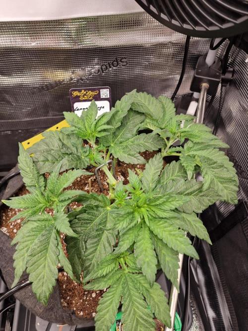 Lemon Orange. Week 3