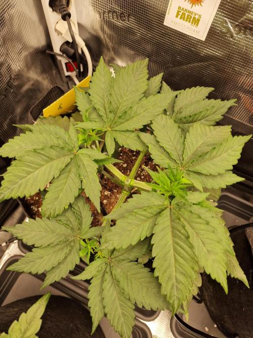 Cherry Poppers. Week 4