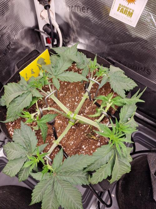 Cherry Poppers. Week 4