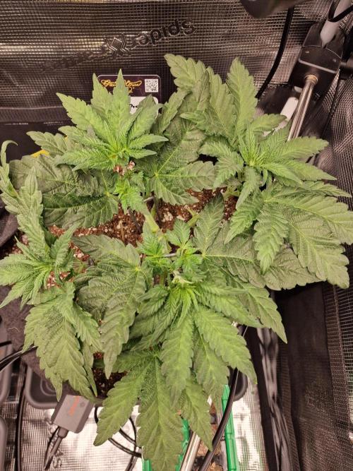 Lemon Orange. Week 4