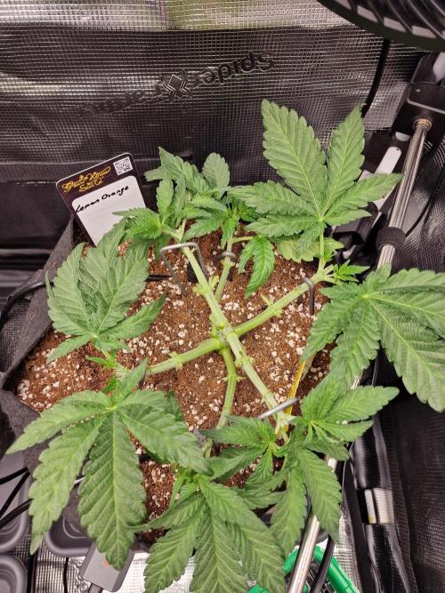 Lemon Orange. Week 4