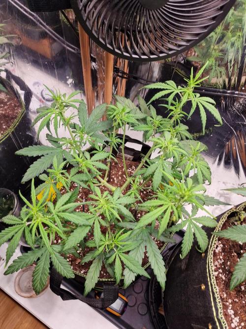 TPB Gorilla Z auto. Week 4