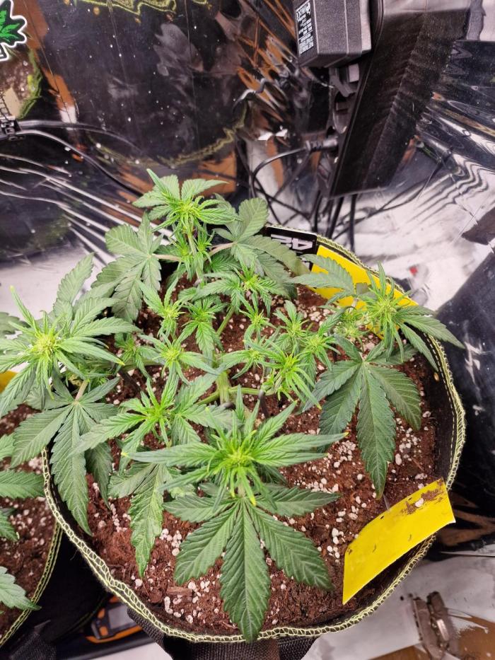 TPB Banana Purple Punch auto. Week 4
