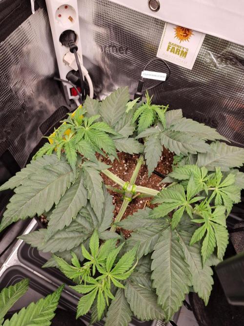 Cherry Poppers. Week 4