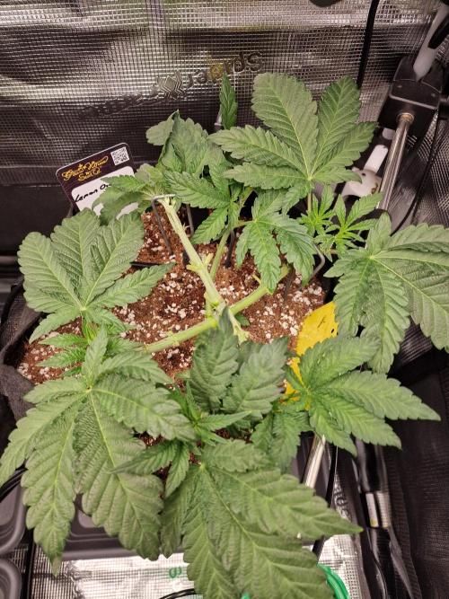 Lemon Orange. Week 4