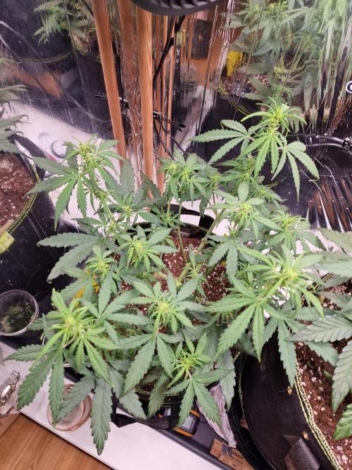 TPB Gorilla Z auto. Week 4