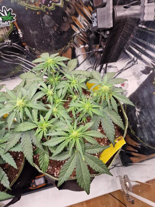 TPB Banana Purple Punch auto. Week 4