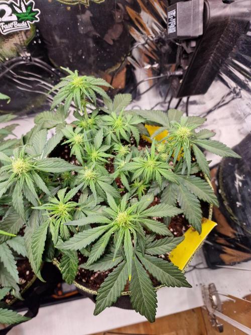 TPB Banana Purple Punch auto. Week 4