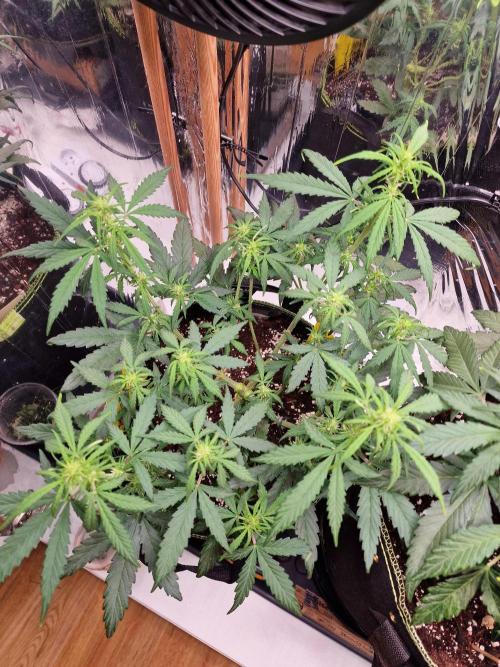 TPB Gorilla Z auto. Week 4