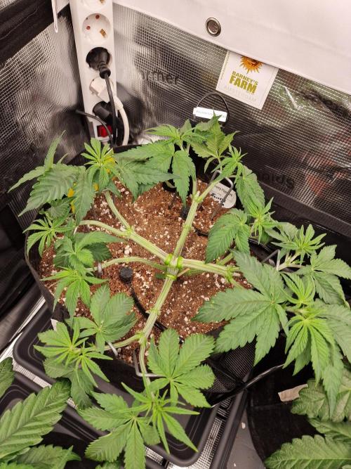 Cherry Poppers. Week 4