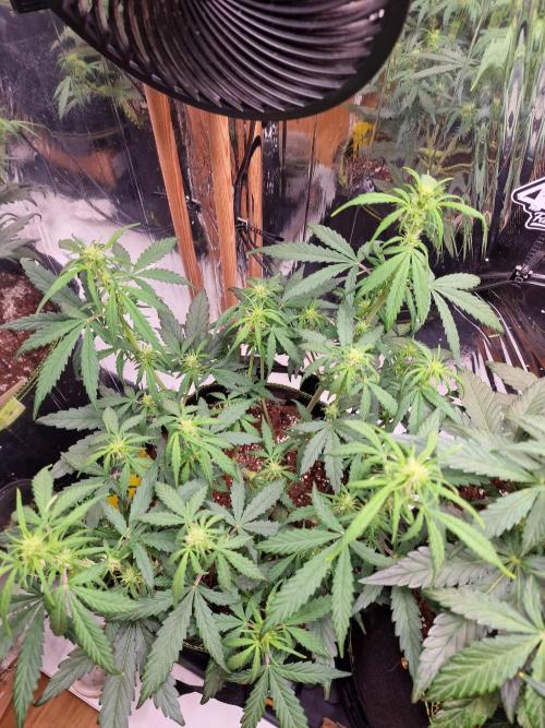 TPB Gorilla Z auto. Week 4