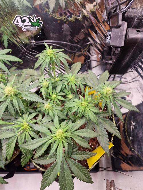 TPB Banana Purple Punch auto. Week 4