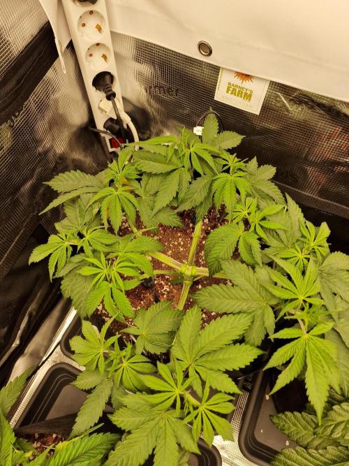 Cherry Poppers. Week 4