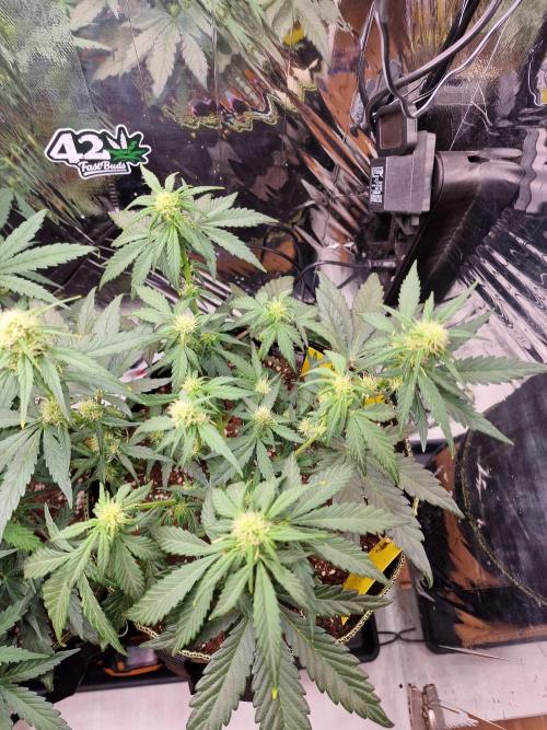 TPB Banana Purple Punch auto. Week 4