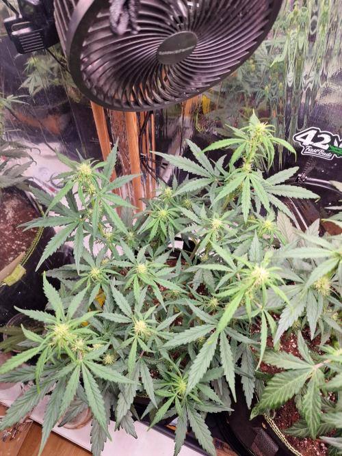 TPB Gorilla Z auto. Week 4