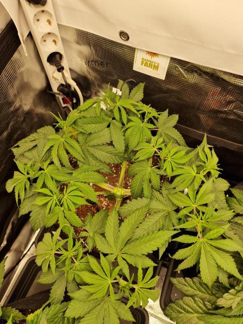 Cherry Poppers. Week 5