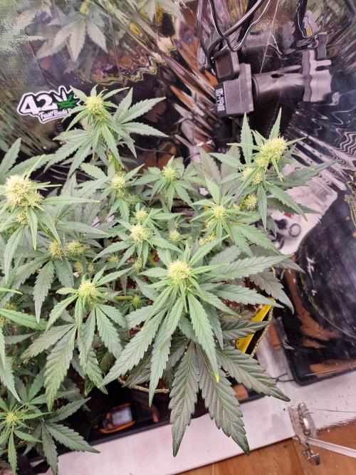 TPB Banana Purple Punch auto. Week 5