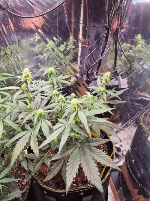 TPB Banana Purple Punch auto. Week 5