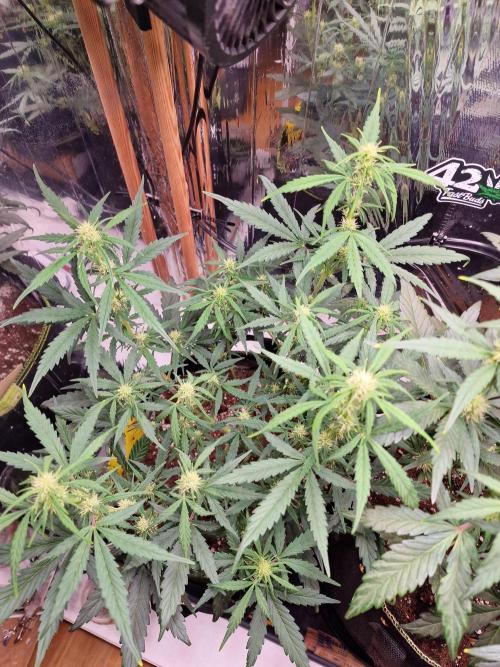 TPB Gorilla Z auto. Week 5