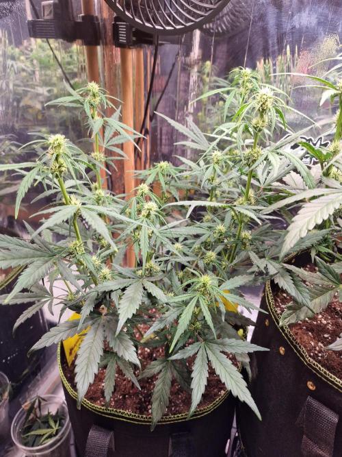 TPB Gorilla Z auto. Week 5