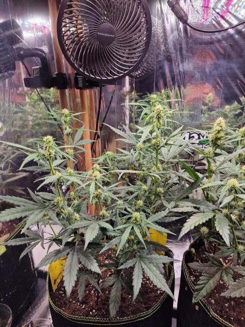 TPB Gorilla Z auto. Week 5