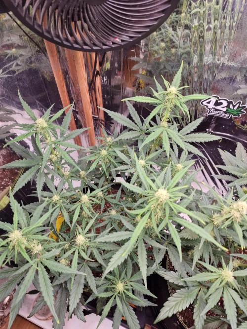 TPB Gorilla Z auto. Week 5