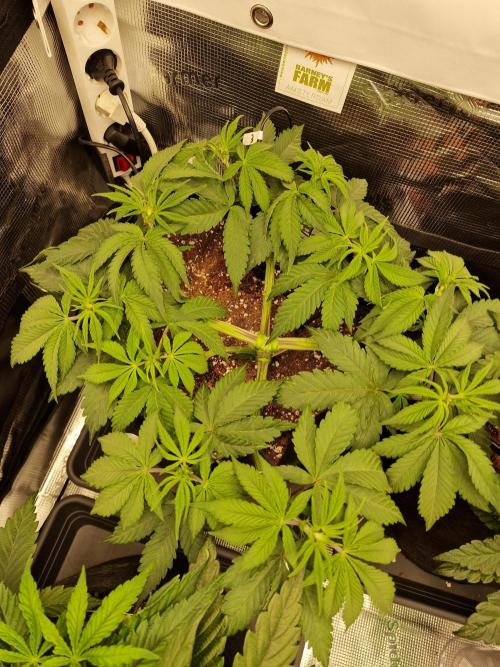 Cherry Poppers. Week 5