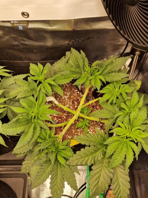 Lemon Orange. Week 5