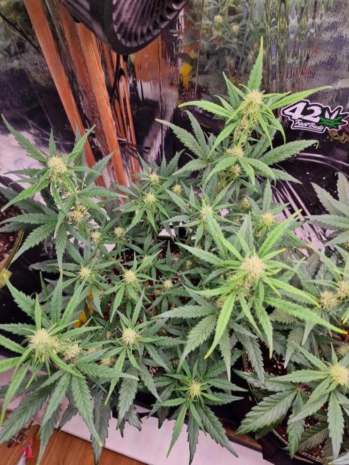 TPB Gorilla Z auto. Week 5