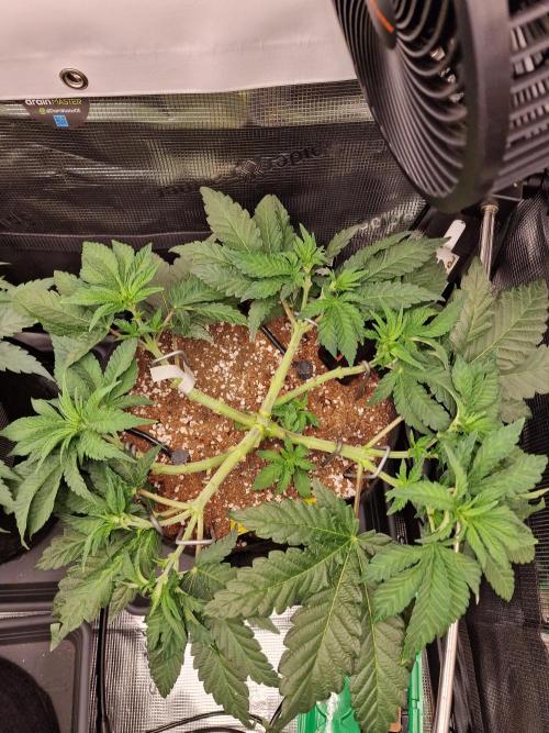 Lemon Orange. Week 5