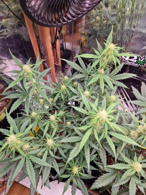 TPB Gorilla Z auto. Week 5