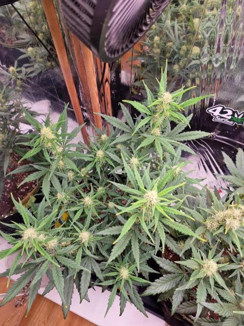 TPB Gorilla Z auto. Week 5