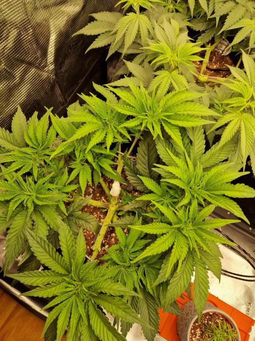 Super Boof. Week 5